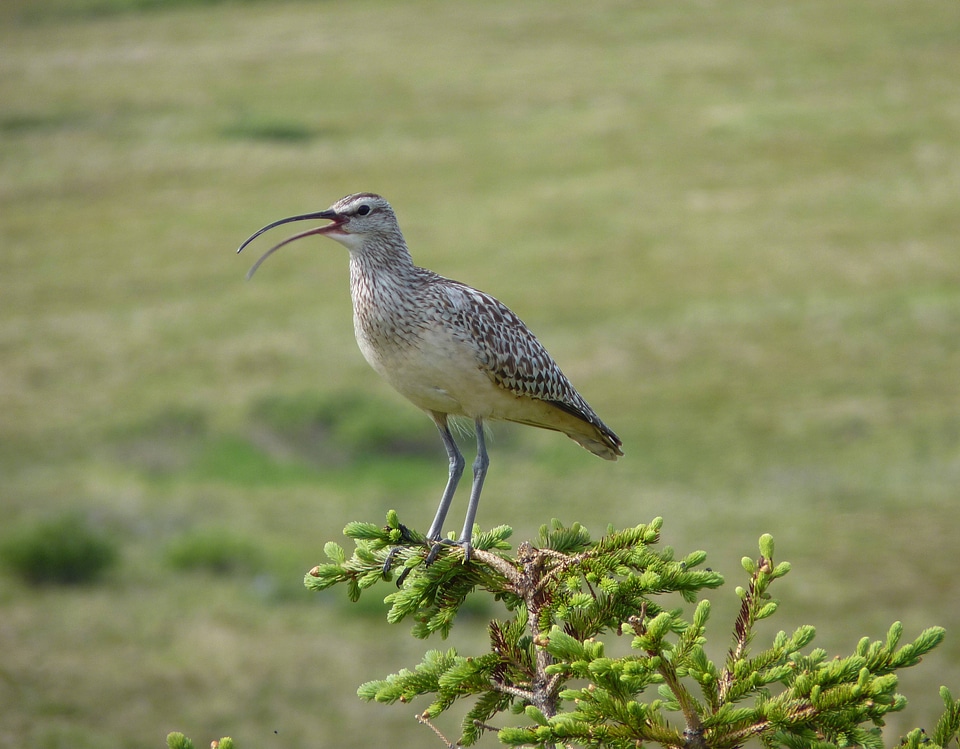 Bristle-thighed Curlew-4