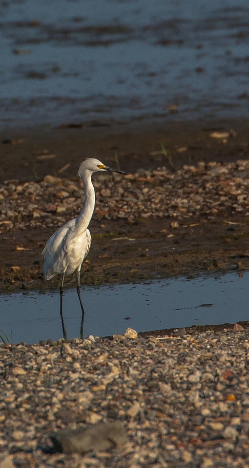 Snowy Egret on shore