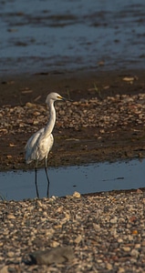 Snowy Egret on shore photo