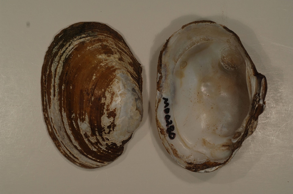 Lampsilis sp.-1