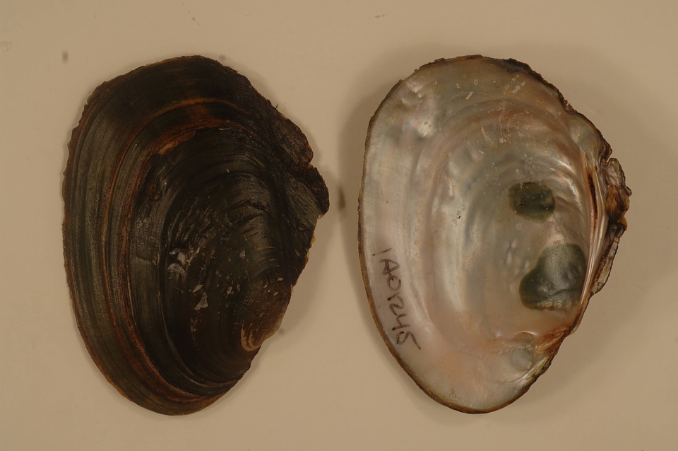Potamilus alatus-3