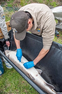 USFWS Fisheries worker prepares to operate on Lake sturgeon