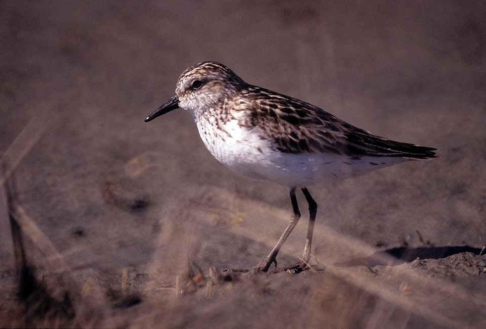 Semipalmated Sandpiper photo