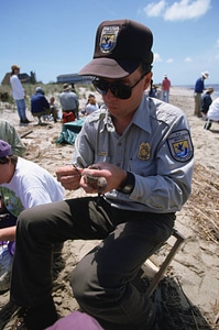 Shorebird Banding