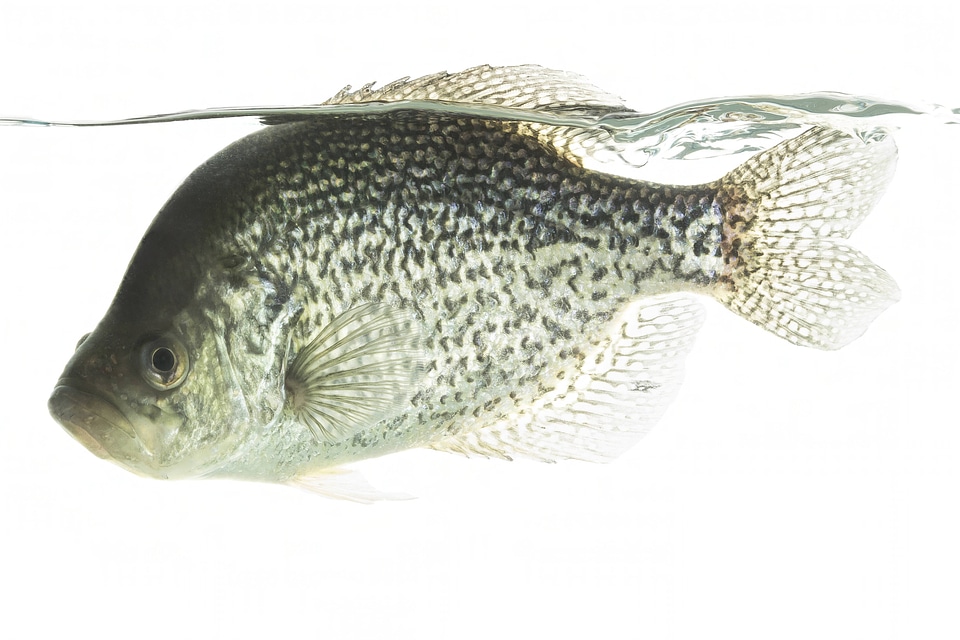 Black crappie photo