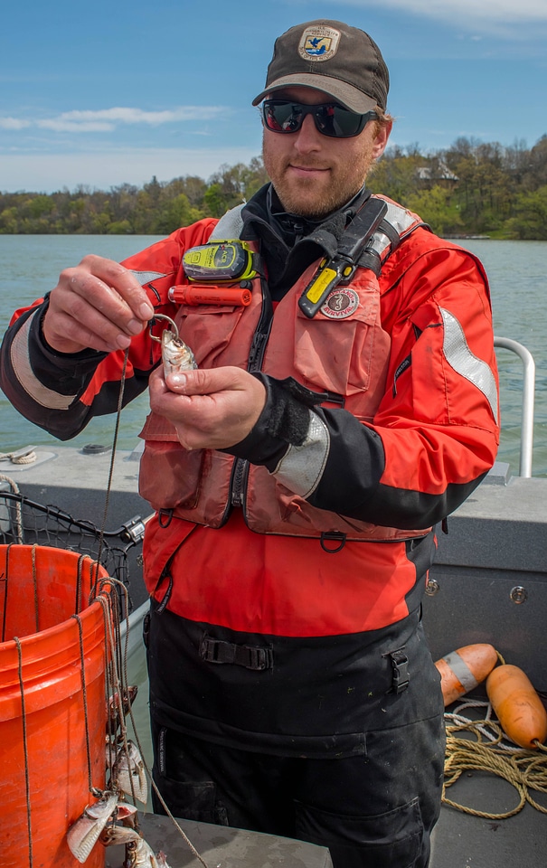 Close-up of Alewife used as bait for lake sturgeon-1