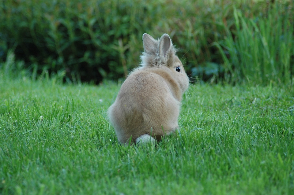 Rabbit grass animals
