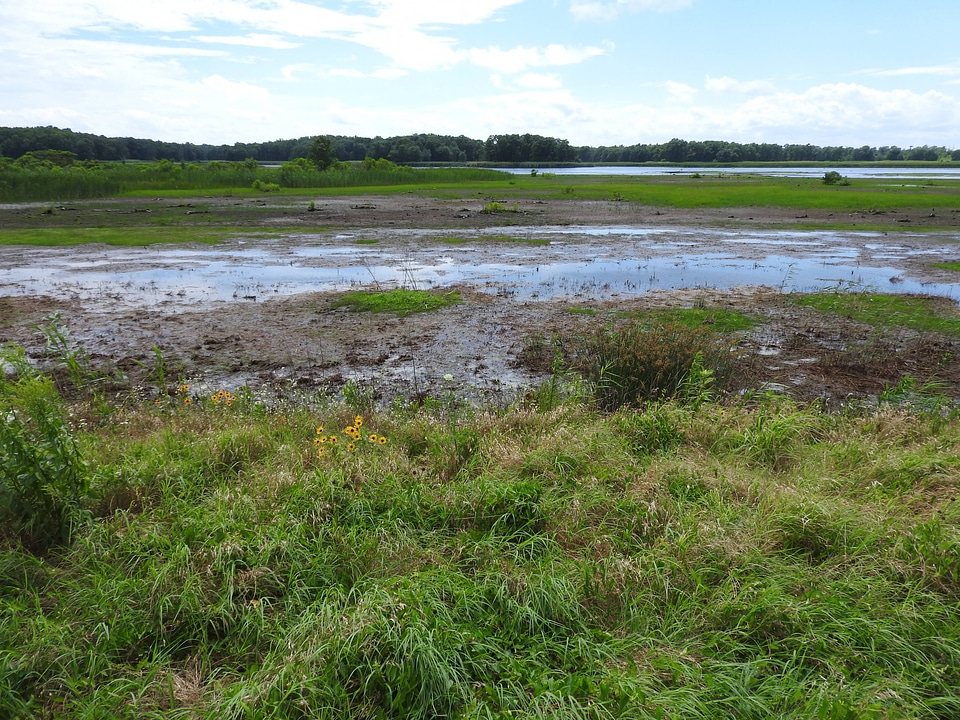 Wetland at Bombay Hook National Wildlife Refuge