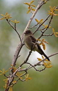 Western Wood-pewee