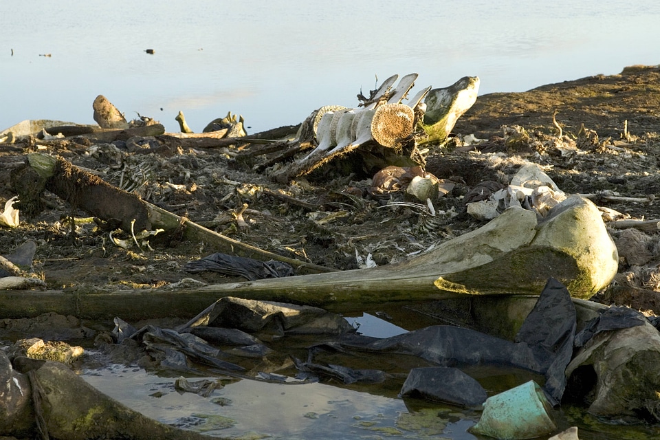 Skeletal remains along the shore
