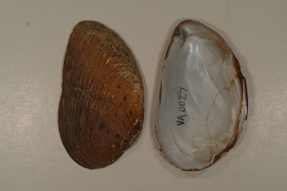 Ptychobranchus fasciolaris-2