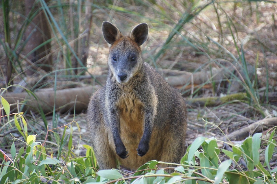 Marsupial mammal philip island