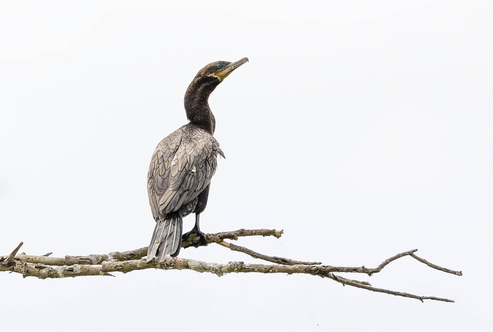 Neotropic Cormorant