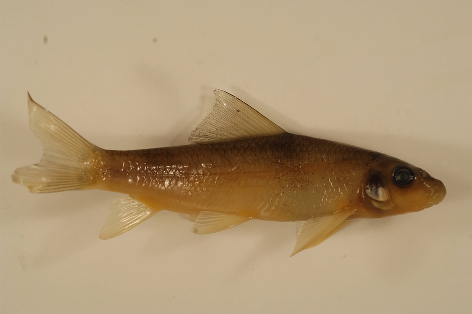Moxostoma macrolepidotum-3