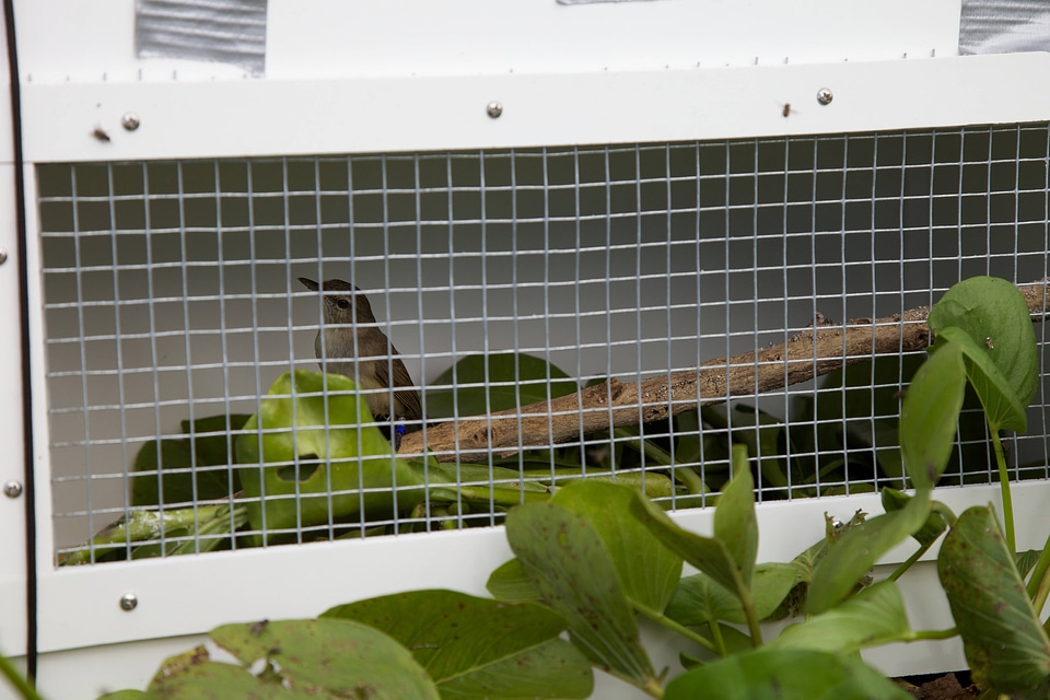Nihoa Millerbird Translocation-1
