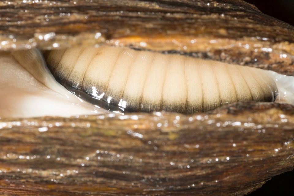 Extracting glochidia from freshwater mussel-2