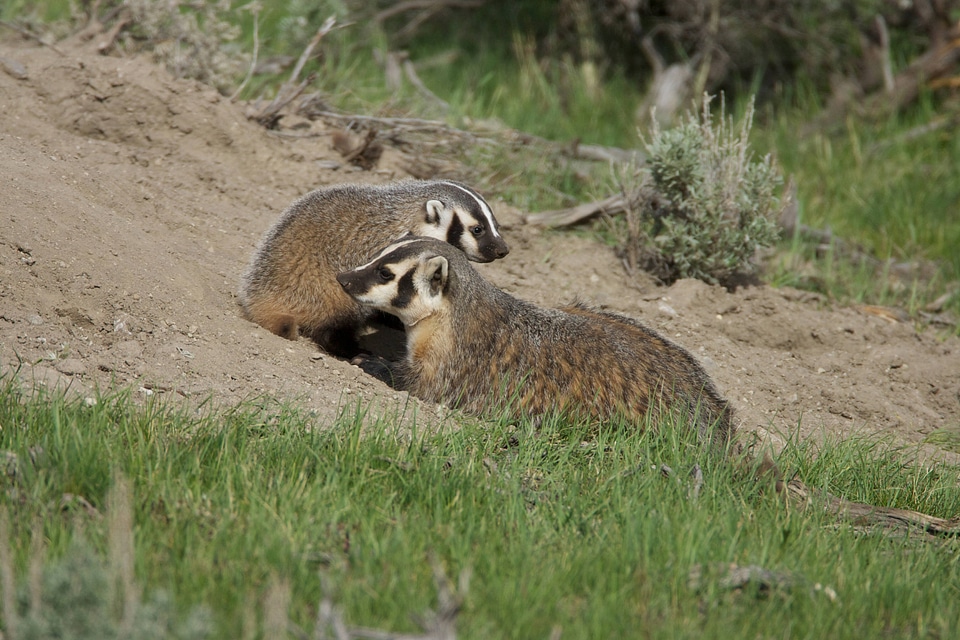 American badger mother with kit