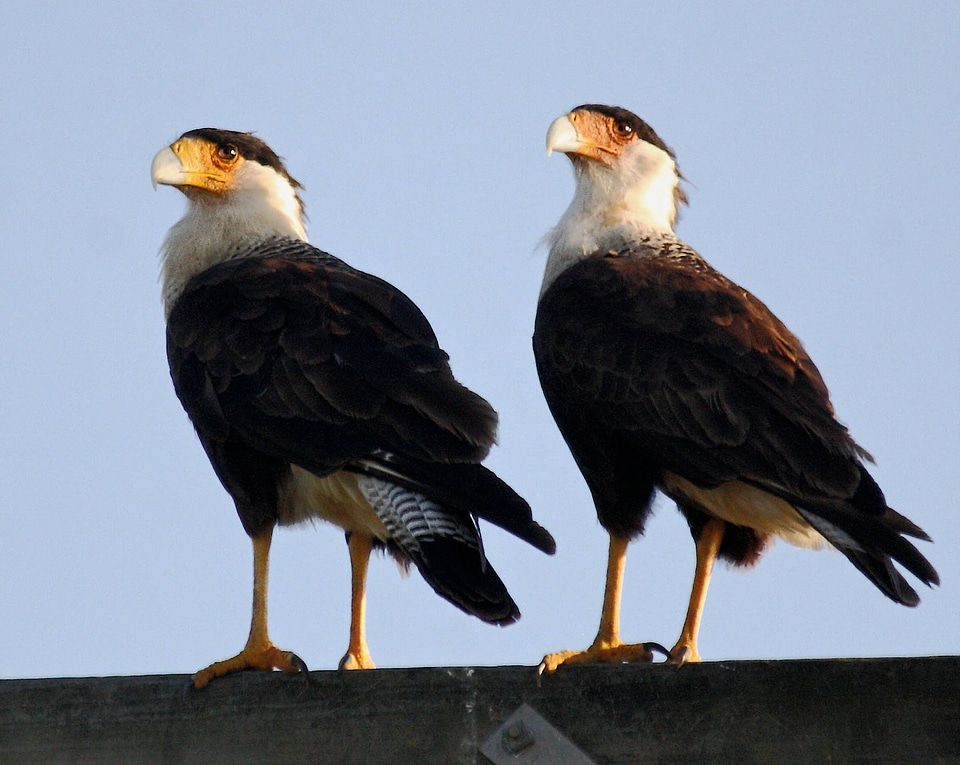 Crested caracara-1