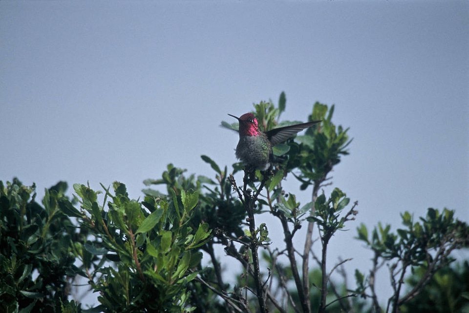 Anna's Hummingbird-6