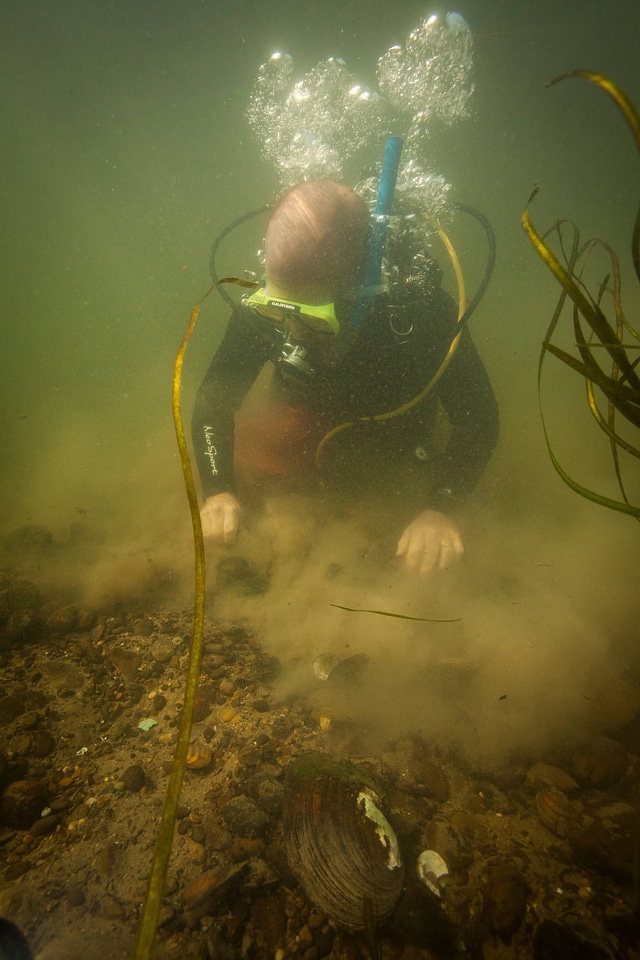 Diver collects freshwater mussels-5