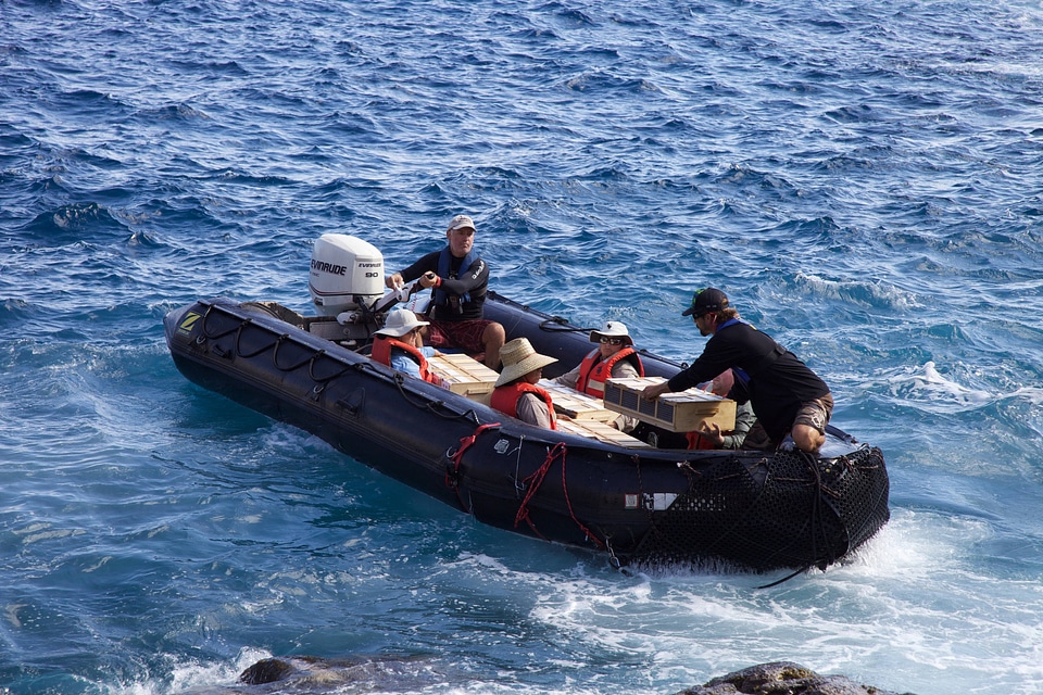 Nihoa Millerbird Translocation-4