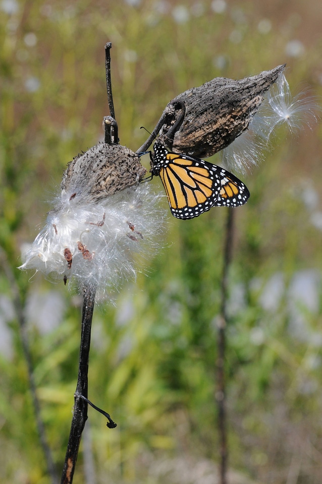 Monarch butterfly rests on milkweed pod-2
