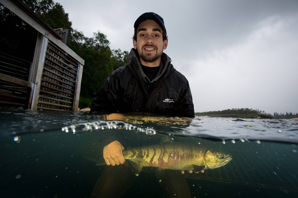 Biologist releases salmon-2