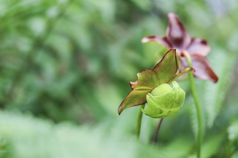 Mountain purple pitcher plant