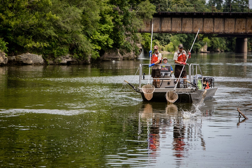 Electrofishing for invasive carp-1