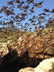 Bats emerging from Davis Cave photo