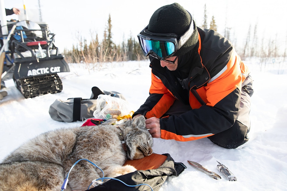 Biologist working with sedated lynx