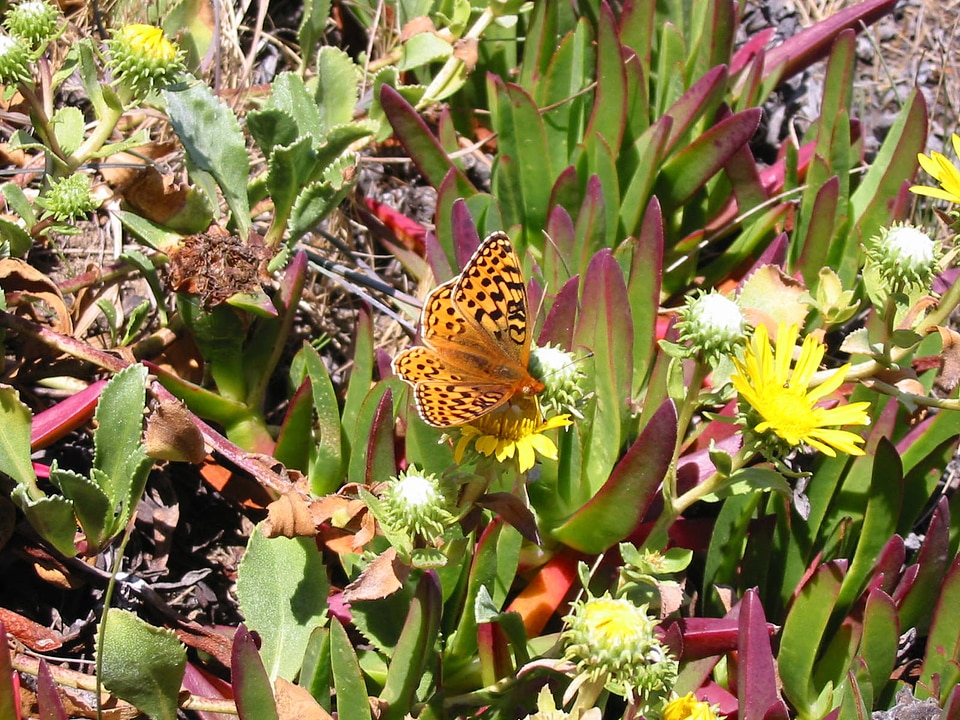Myrtle's Silverspot butterfly