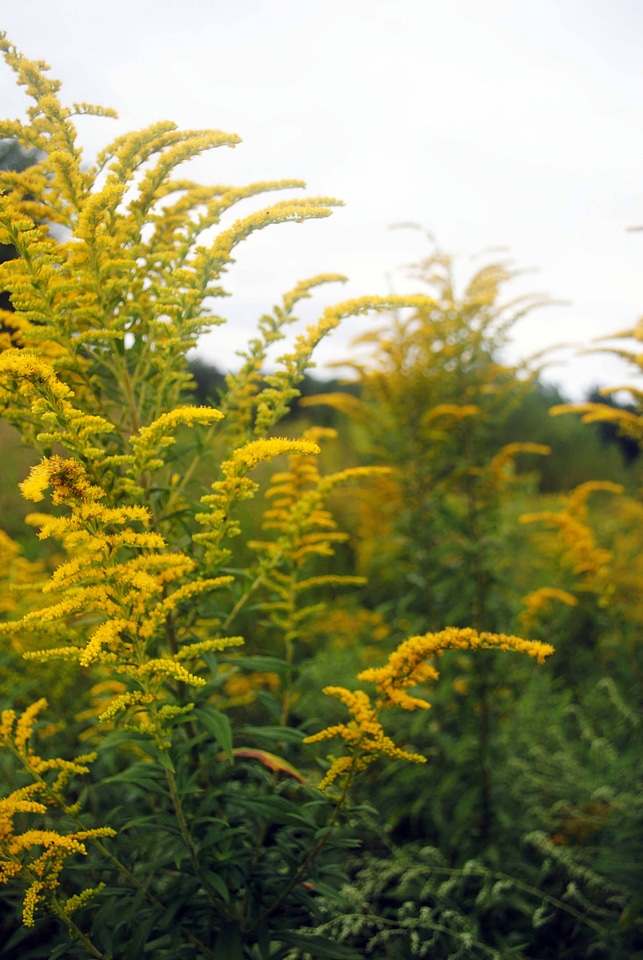 Goldenrod
