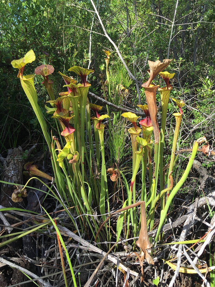 Yellow Pitcherplant