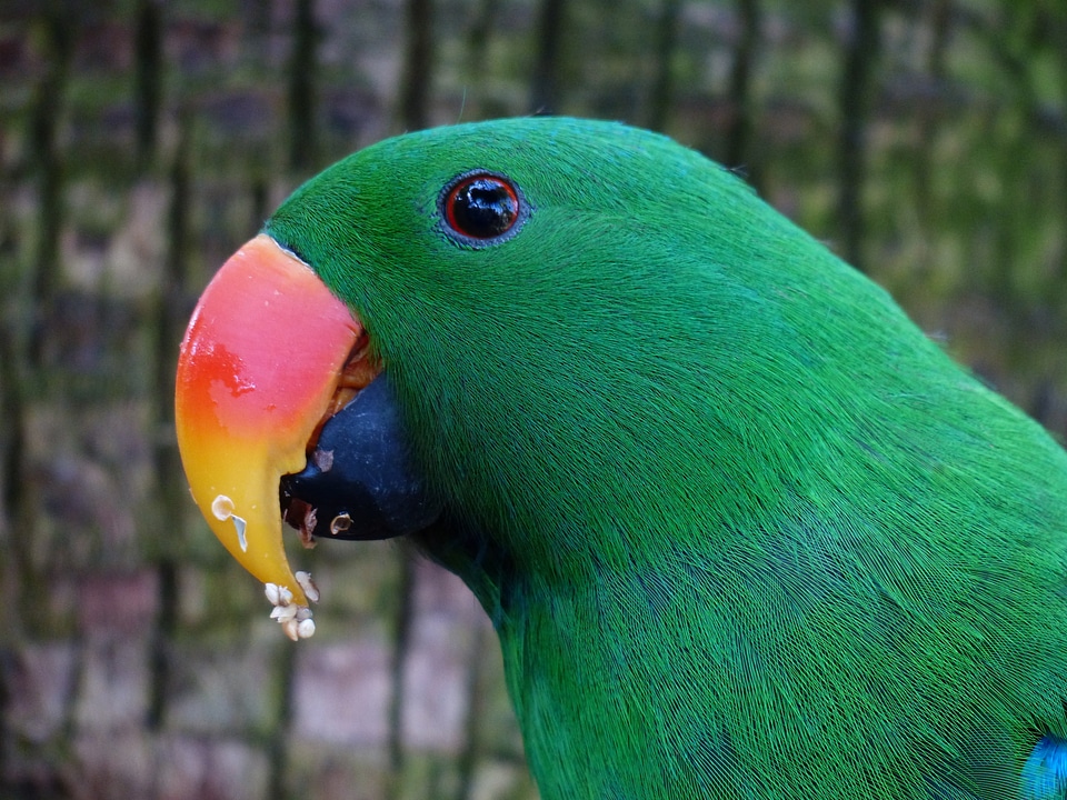 Plumage green colorful