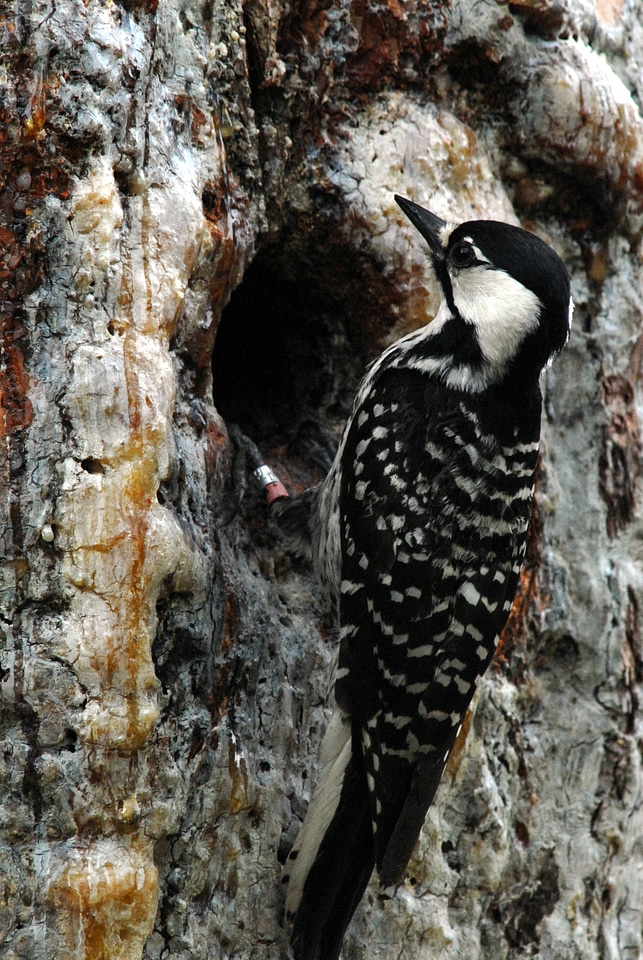Red-Cockaded woodpecker feeding young