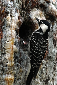 Red-Cockaded woodpecker feeding young