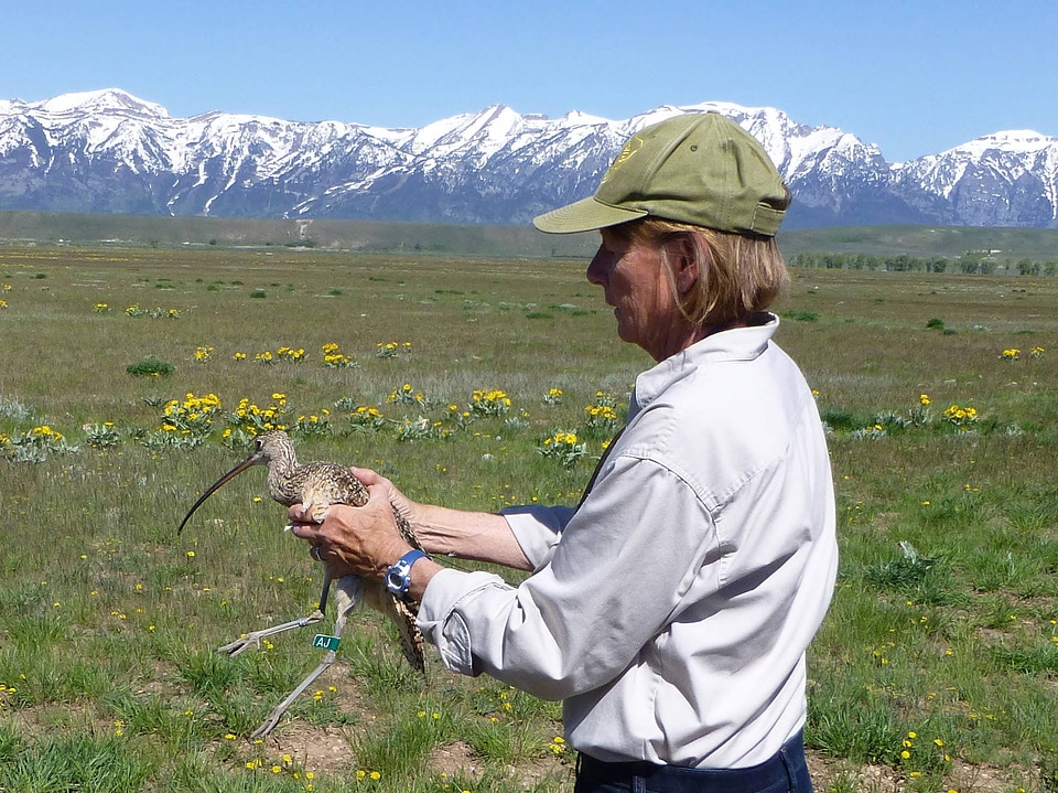 Long-Billed curlew ready for release