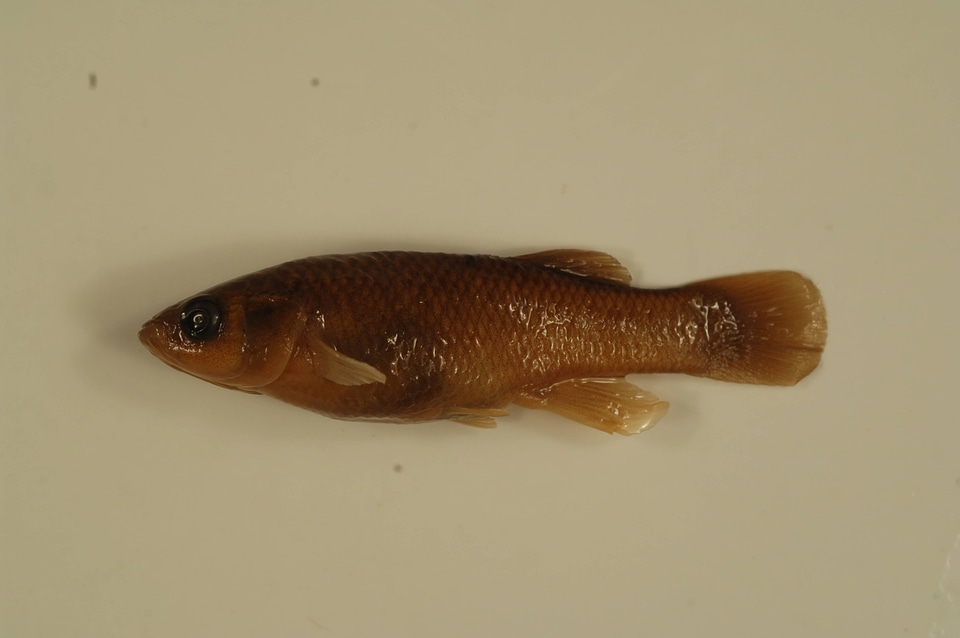 Fundulus heteroclitus-4