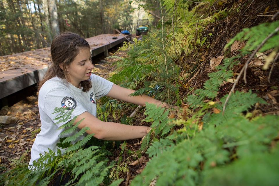 Americorps volunteer plants tree-5