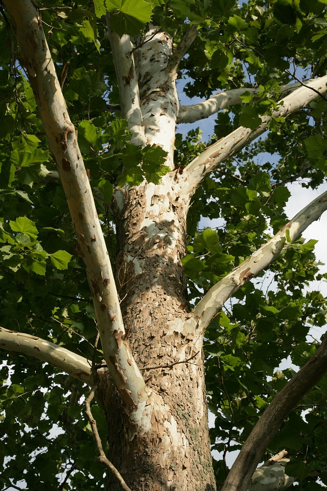 Bark on a Sycamore tree