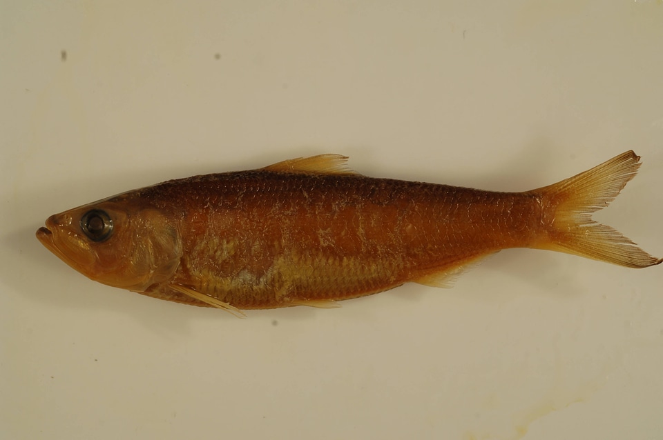 Alosa chrysochloris-2