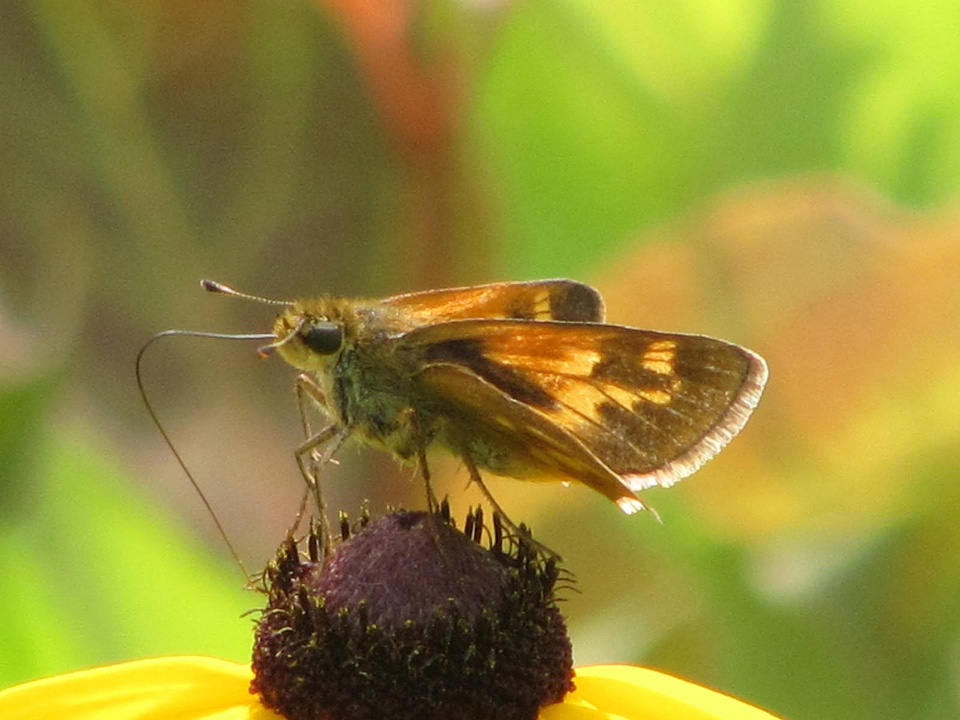 Long dash skipper-1
