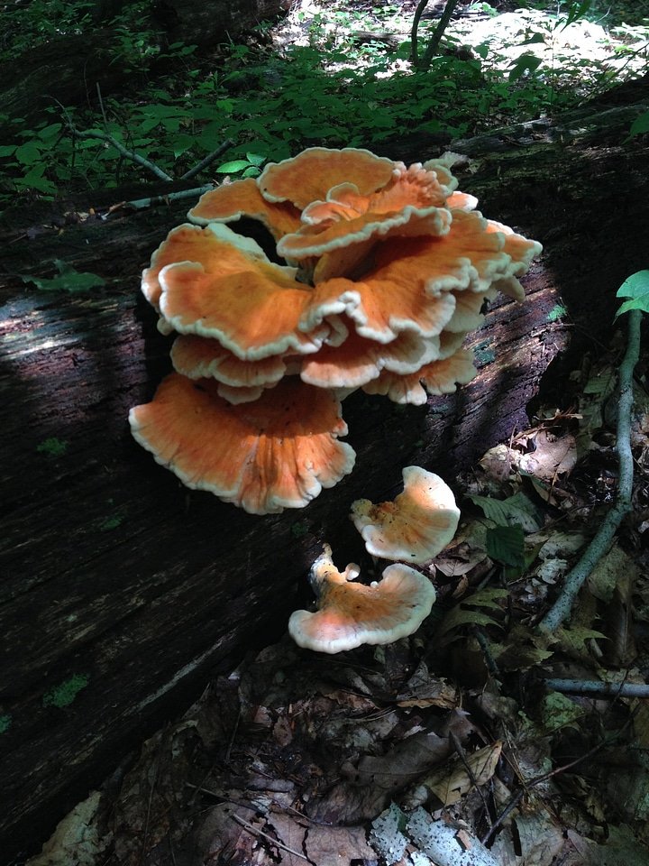 Chicken of the Woods mushroom on a fallen hardwood tree photo
