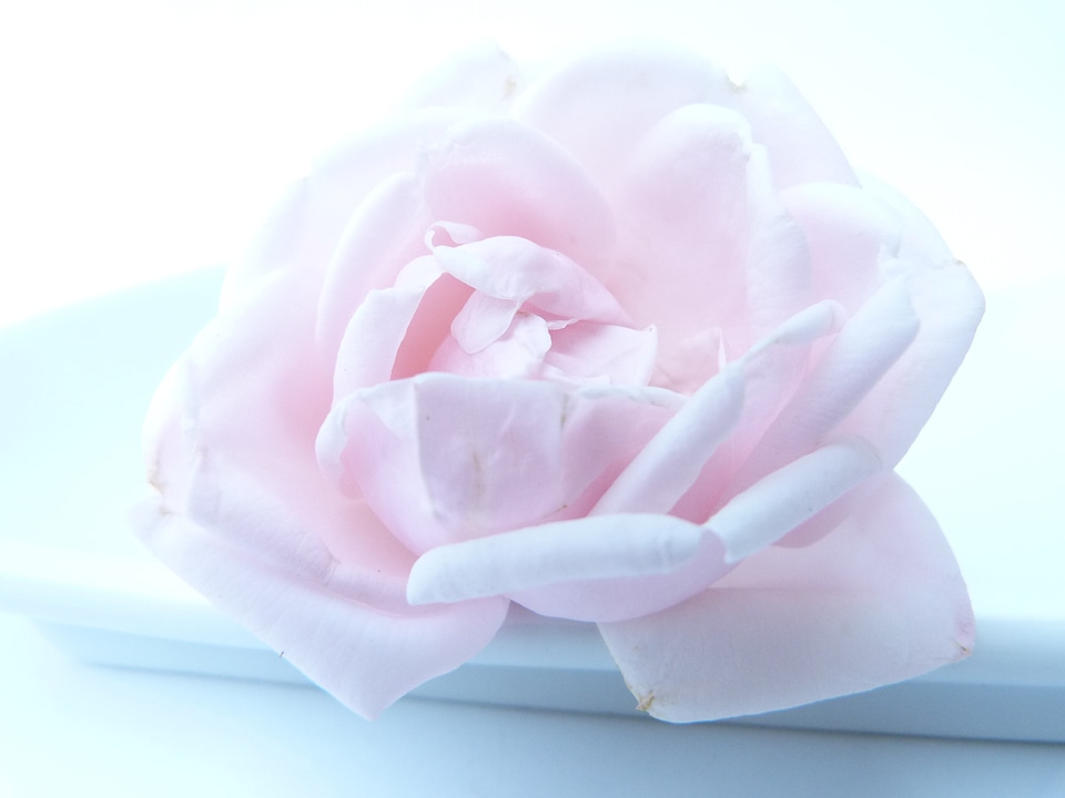 Rose blooms love pink