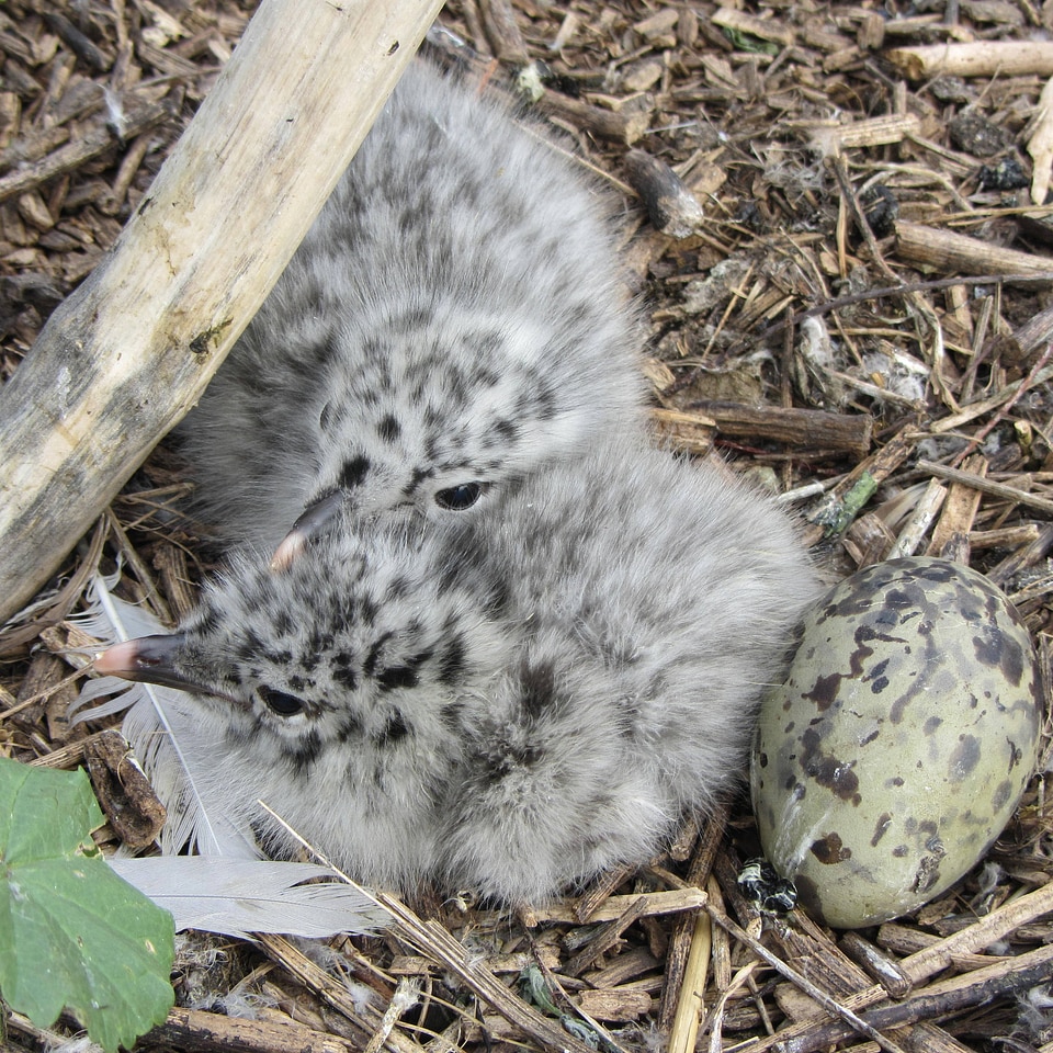 Ring-billed Gull chicks and egg