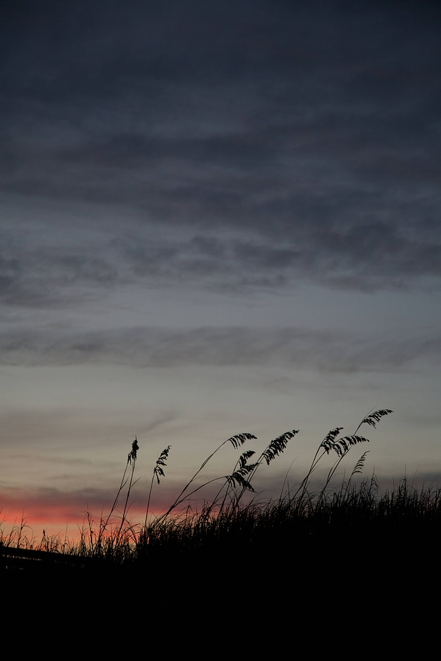 Sea Oats silhouetted by sunset-2