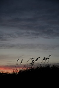 Sea Oats silhouetted by sunset-2