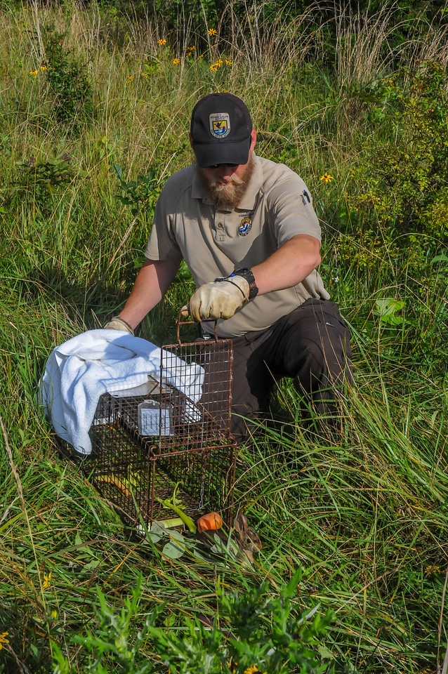 NCTC land management specialist with live-trap, releasing eastern cottontail-2