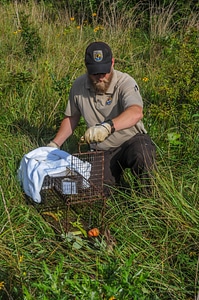 NCTC land management specialist with live-trap, releasing eastern cottontail-2